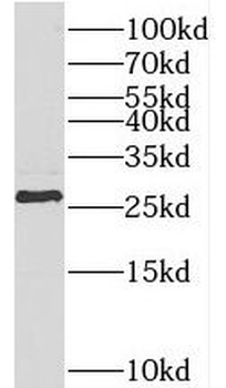 TESC Antibody