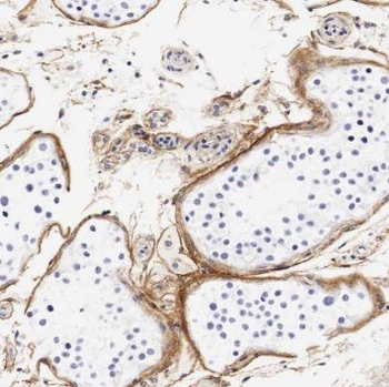 TEX101 Antibody