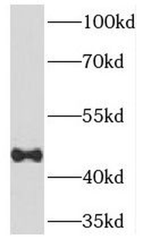 TEX13A Rabbit Polyclonal Antibody