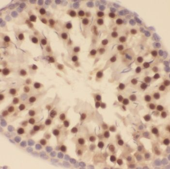TEX13A Rabbit Polyclonal Antibody