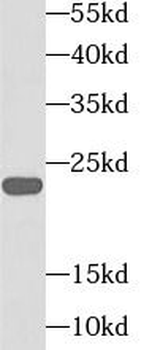 TFAM Rabbit Polyclonal Antibody