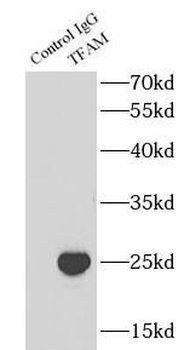 TFAM Rabbit Polyclonal Antibody