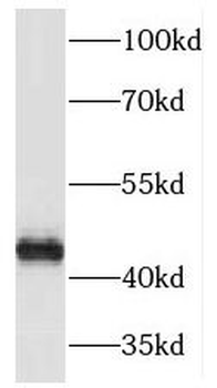 TFAP2E Antibody