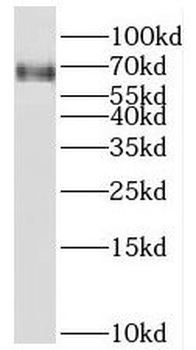 TFEC Antibody