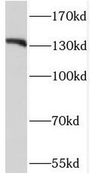 GTF2I Antibody