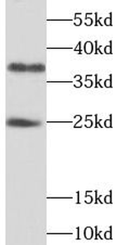 THAP1 Antibody