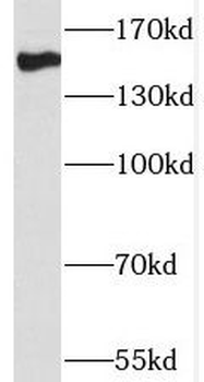 THOC2 Antibody