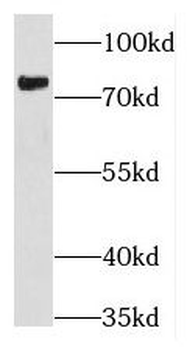 THOC5 Antibody