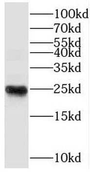 THOC7 Antibody