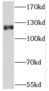 THRAP3 Antibody