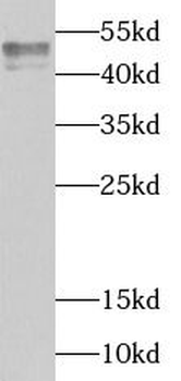 TIA1 Antibody