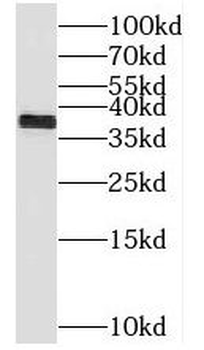 TIMM50 Antibody