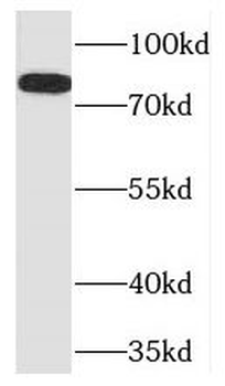 TLE3 Antibody