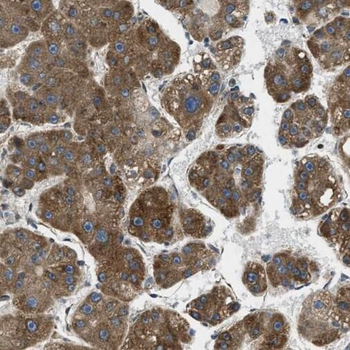TMED9 Rabbit Polyclonal Antibody