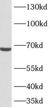 TMEM108 Antibody