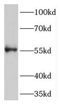 TMEM175 Antibody