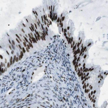 RXYLT1 Rabbit Polyclonal Antibody