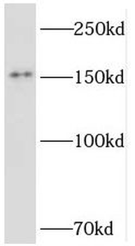 TMF1 Antibody