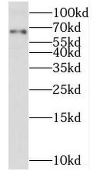 TMX3 Antibody