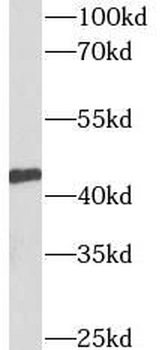 TMX4 Antibody