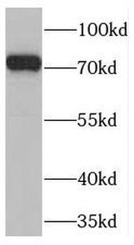 TNIP1 Antibody