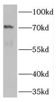 TNK1 Antibody
