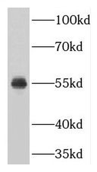 CELF3 Antibody