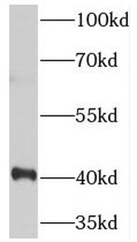 TOB1 Antibody