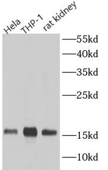 TOMM20 Antibody