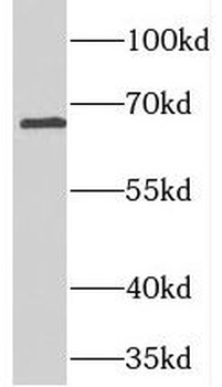 TOMM70 Antibody