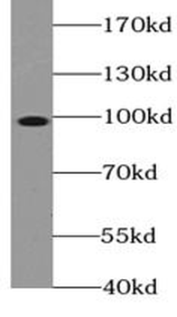 TOP1 Antibody