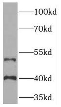 TOR3A Antibody