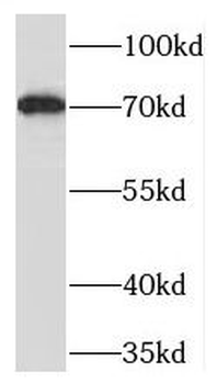 TOX2 Antibody