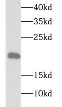 TPPP3 Antibody