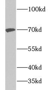 TRAF3 Rabbit Polyclonal Antibody