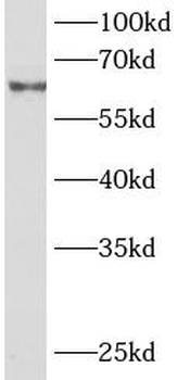 TRAF5 Antibody