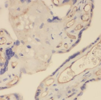 TRAPPC3 Rabbit Polyclonal Antibody