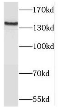 TRAPPC9 Antibody