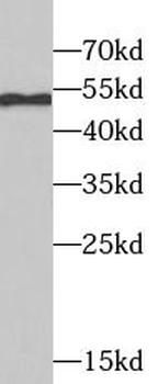 TRIM21 Antibody