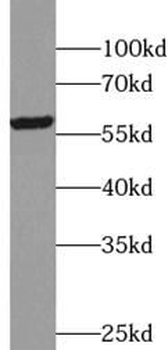 TRIM6 Antibody