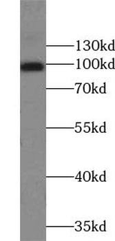 TRPC4 Antibody