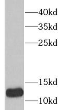 TXN2 Antibody