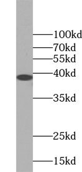 TSPAN5 Antibody