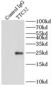 TTC32 Rabbit Polyclonal Antibody