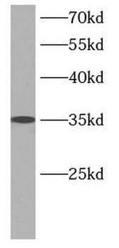 TWSG1 Antibody