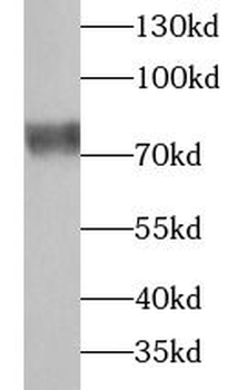 UBASH3B Antibody
