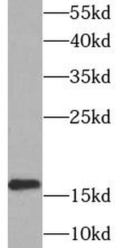 UBE2L3 Antibody