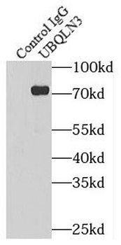 UBQLN3 Rabbit Polyclonal Antibody