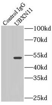 UBXN11 Rabbit Polyclonal Antibody