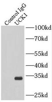 UCK1 Rabbit Polyclonal Antibody